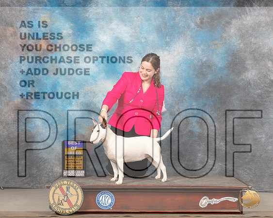 Miniature Bull Terrier #6 Sat BOB Judge Barbara AldermanMMJ_5146_Mdlnd2022_HR3