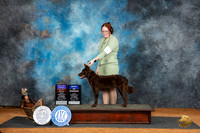 Mudi #6 Sat BOWBOBHBOB Judge Denise Dean