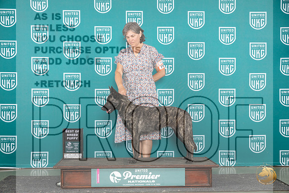 Dutch Shepherd #793 Sun BP Judge Carianna Glenn__JP_2939_Premier_2024_HR3