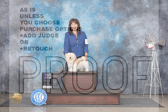 Havanese #9 Fri WDCH Judge Gary Andersen__JP_5326_Amarillo_2024_HR3
