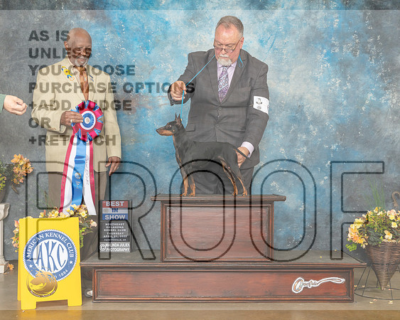 Toy Manchester Terrier #6 Thur BIS Judge Eugene Blake-MMJ_9131-NWARK2022-HR3