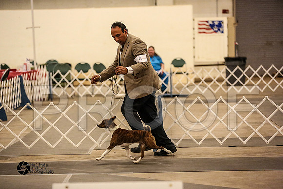 BAsenji-Hound Group Ring Sun-7