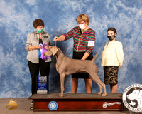 Weimaraner #23 Fri BOW Maj Judge Ann Yuhasz