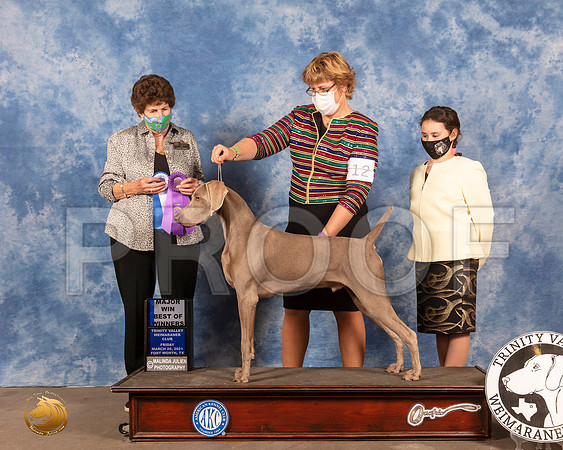 Weimaraner #23 Fri BOW Maj Judge Ann YuhaszMMJ_0839_FWKC21-HR3