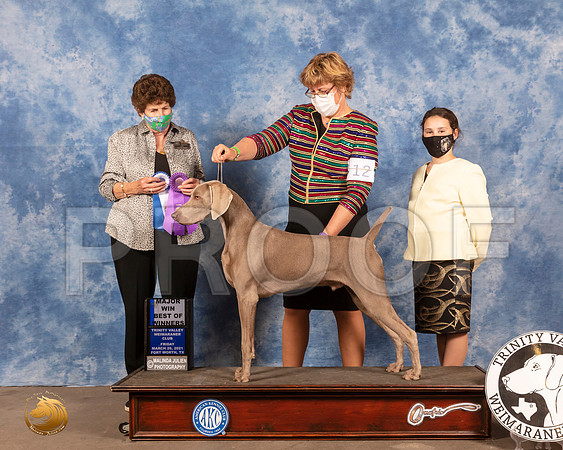 Weimaraner #23 Fri BOW Maj Judge Ann YuhaszMMJ_0838_FWKC21-HR3