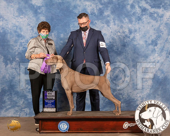 Weimaraner #26 Fri WB Judge Ann YuhaszMMJ_0821_FWKC21-HR3
