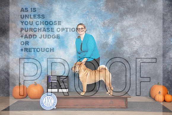Chinese Shar Pei #12 Sun WB Judge Ray Filburn__JP_9148_Humble_2024_HR3