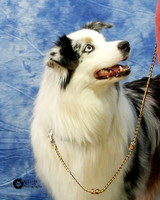 Australian Shepherd Sun S2 Altered Best of Breed Sarah Bailey