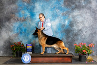 German Shepherd Dog #17 Sat BOB Judge Polly (Mrs Robert) D Smith