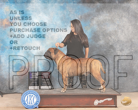 Bullmastiff #19 Sun WDOHBOB Judge Eric Liebes-MMJ_4662-Abilene2022-HR3