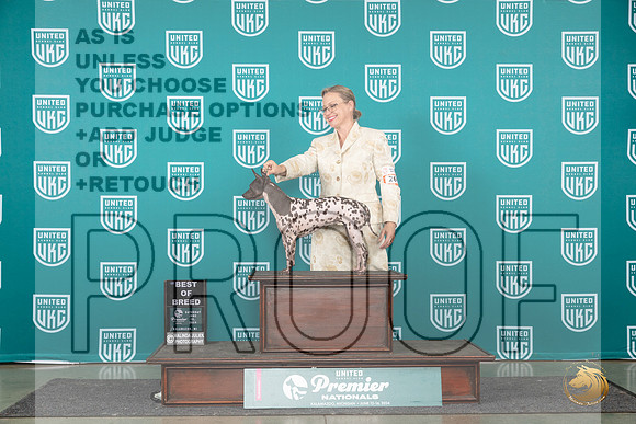 American Hairless Terrier #269 Sat BOB Judge Corianna Glenn__JP_2409_Premier_2024_HR3