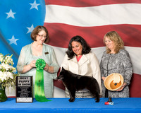 #20 Best Puppy Sat Amy Halterman