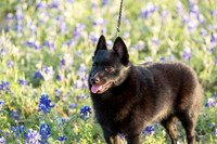 Stephanie Jones Bluebonnets