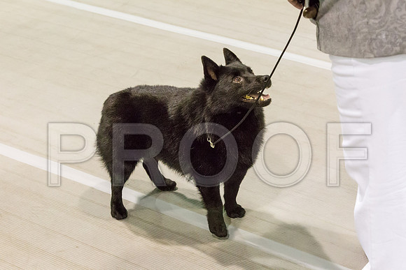 00009__JJ_4448-SchipMar2017-web