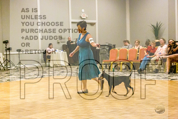 Manchester Terrier MTOY Candids-JJL_2120-Hstn2022_HR3