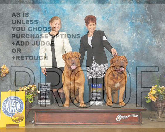 Dog de Bordeaux #22 SB #9 BOB Thur Judge John Wade-MMJ_8781-NWARK2022-HR3