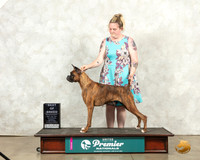 Boxer #903
