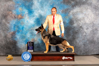 German Shepherd Dog #20 THUR WBBOW Judge Polly Smith