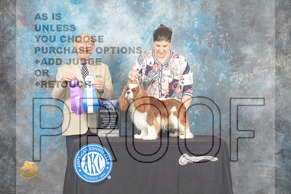 Cavalier King Charles Spaniel #9 Sat BOW Judge Tim Robbins_MJ_0203_HstnTOY_2022_HR3