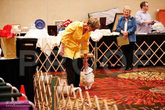 _JJ_7328-HstnCorgiFeb2015-HR3