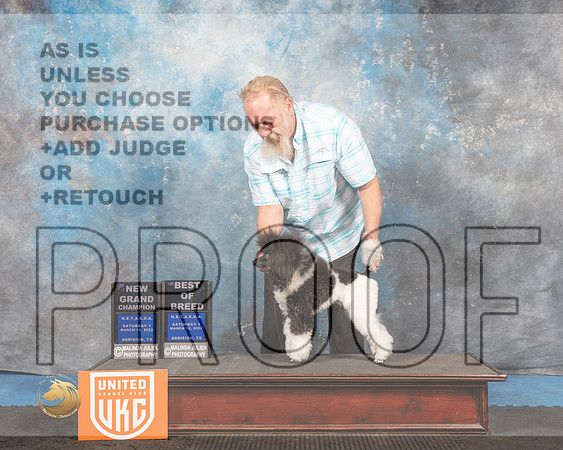 Poodle Miniature #237 S1 BOB Judge Tracey Kallas_MMJ_6622_Addison2022_HR3
