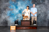 French Bulldog #234 Sun BM Judges Terri Rein & Sandra Phillips
