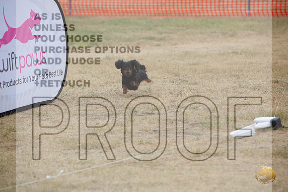 Precision Coursing Longview WA 2024 Longhaired Dachshund_JJL_3380_Longview WA_2024_HR3