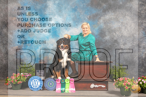 Bernese Mountain Dog #6 Sun NOHS Platinum_MJ_1787_SA_2022_HR3