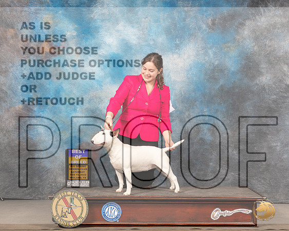 Miniature Bull Terrier #6 Sat BOB Judge Barbara AldermanMMJ_5141_Mdlnd2022_HR3