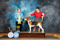 Harrier #5 Sat G3 Judge Karen Hynek