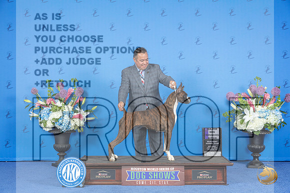 Boxer #40 SAT WB M Judge Debbie Freeman__JP_9721_Houston_2024_HR3