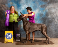 Great Dane #25 Fri WD Judge Laura Munro