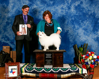 American Eskimo #? G2 Sweeps Irene Haefner