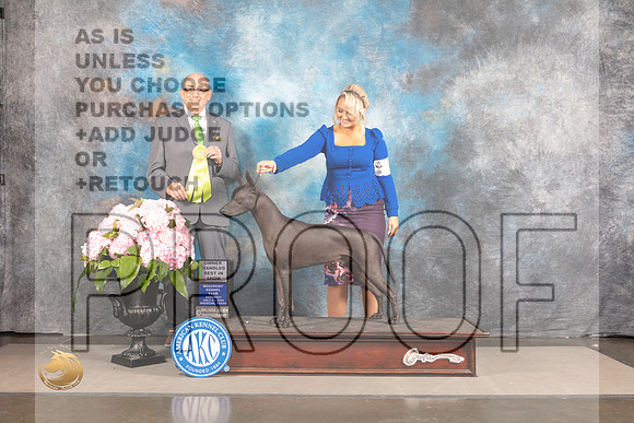 Xoloitzcuintli #9 SAT OHBIS Judge Joe Walton_MJ_7410_Houston_2022_HR3
