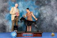 German Shorthaired Pointer #15 Wed 1stHuntD Judge Jon Cole