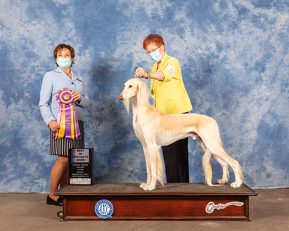 Saluki #5 Fri BOB Judge Pam Lambie-MMJ_0205e-HR3