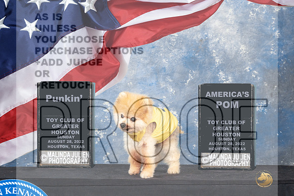 Pomeranian Punkin'-_MJ_0454e-HR3