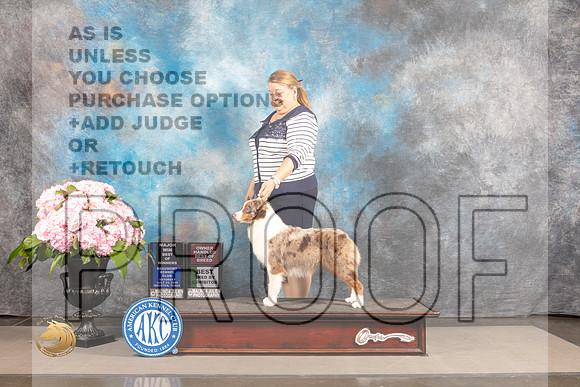 Miniature American Shepherd #16 SAT WB BOW BBE OH Major Judge Janet Fink_MJ_6722_Houston_2022_HR3