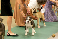 American Bully Puppy #? Sat