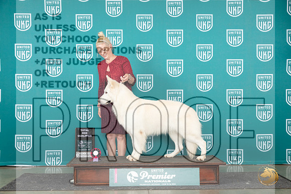 White Shepherd #910 Sat TDQ__JP_2734_Premier_2024_HR3