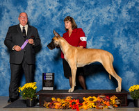 Great Danes #8 Sat WB Easterly Sondra Eddie Easterly Judge Mr Douglas R Holloway Jr