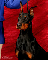 Doberman Pinscher Head study Irina Sasu