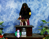 Rat Terrier Best Puppy in MBS Rachel Townsend