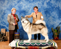 Alaskan Malamute #5 Sun BOB +OL
