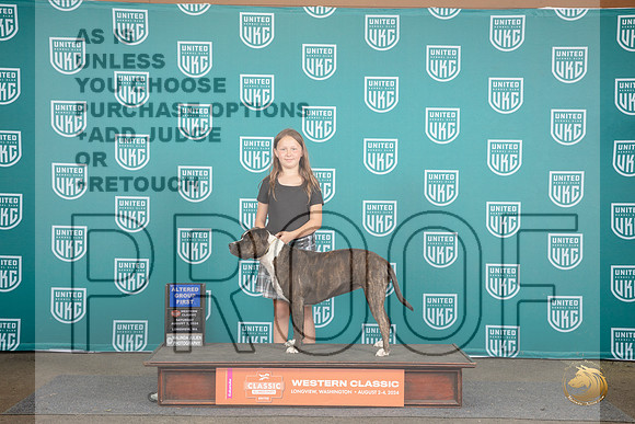 American Pitbull Terrier #186 Sat ALTG1 Judge Kevin Carroll__JP_1627_Longview WA_2024_HR3