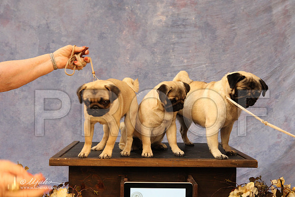 CustomPug-8555LR