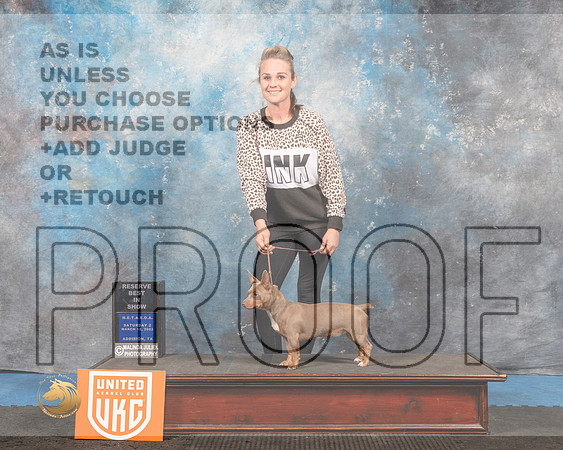 Teddy Roosevelt Terrier #249 Sat2 RBIS Judge Pam Moore_MMJ_6666_Addison2022_HR3