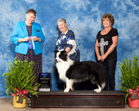 Border Collie #5 Sat BOW Bedford La Rue Judge Linda Riedel