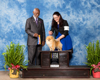 Pomeranian #9 Sat BOB New Ch Parrott Michael Shalon Linda Pelz Judge Eugene Blake