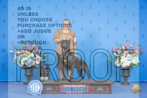 Cane Corso #8 SUN WB BW M Judge Nancy Liebes__JP_0023_Houston_2024_HR3